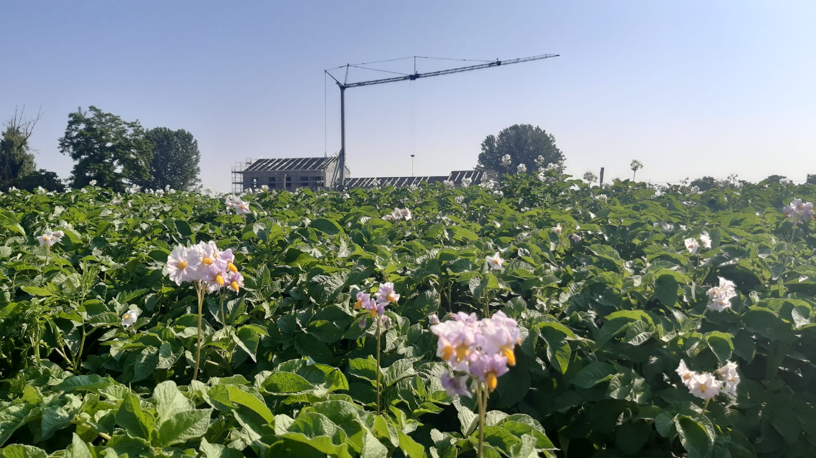 In memoria di Enrico Pavesi di L'Impronta Associazione ONLUS In memoria di Enrico Pavesi -L'Impronta Associazione ONLUS