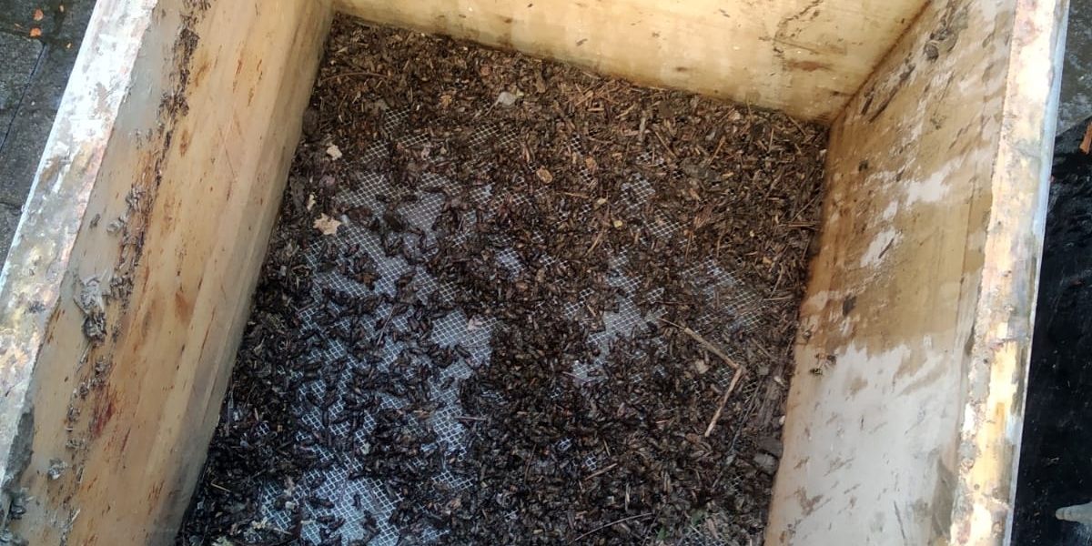 Ridiamo le Api agli Apicoltori! di Ass. Apicoltori AVVG Ridiamo le Api agli Apicoltori!-Ass. Apicoltori AVVG