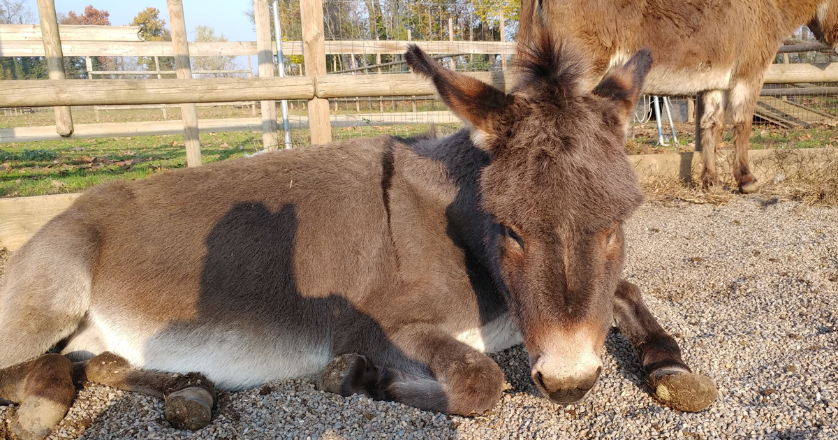 URGENTE Abbiamo bisogno del vostro aiuto di Vitadacani URGENTE Abbiamo bisogno del vostro aiuto-Vitadacani