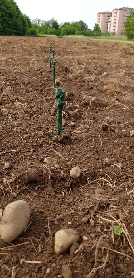 TUTTI GIU PER TERRA ALLA MILANO MARATHON-FONDAZIONE ALESSIO TAVECCHIO ONLUS