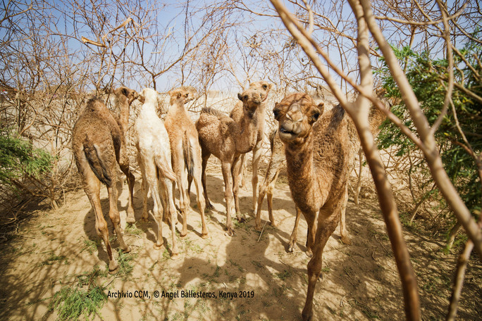 Due gobbe, due gambe! -Comitato Collaborazione Medica - CCM