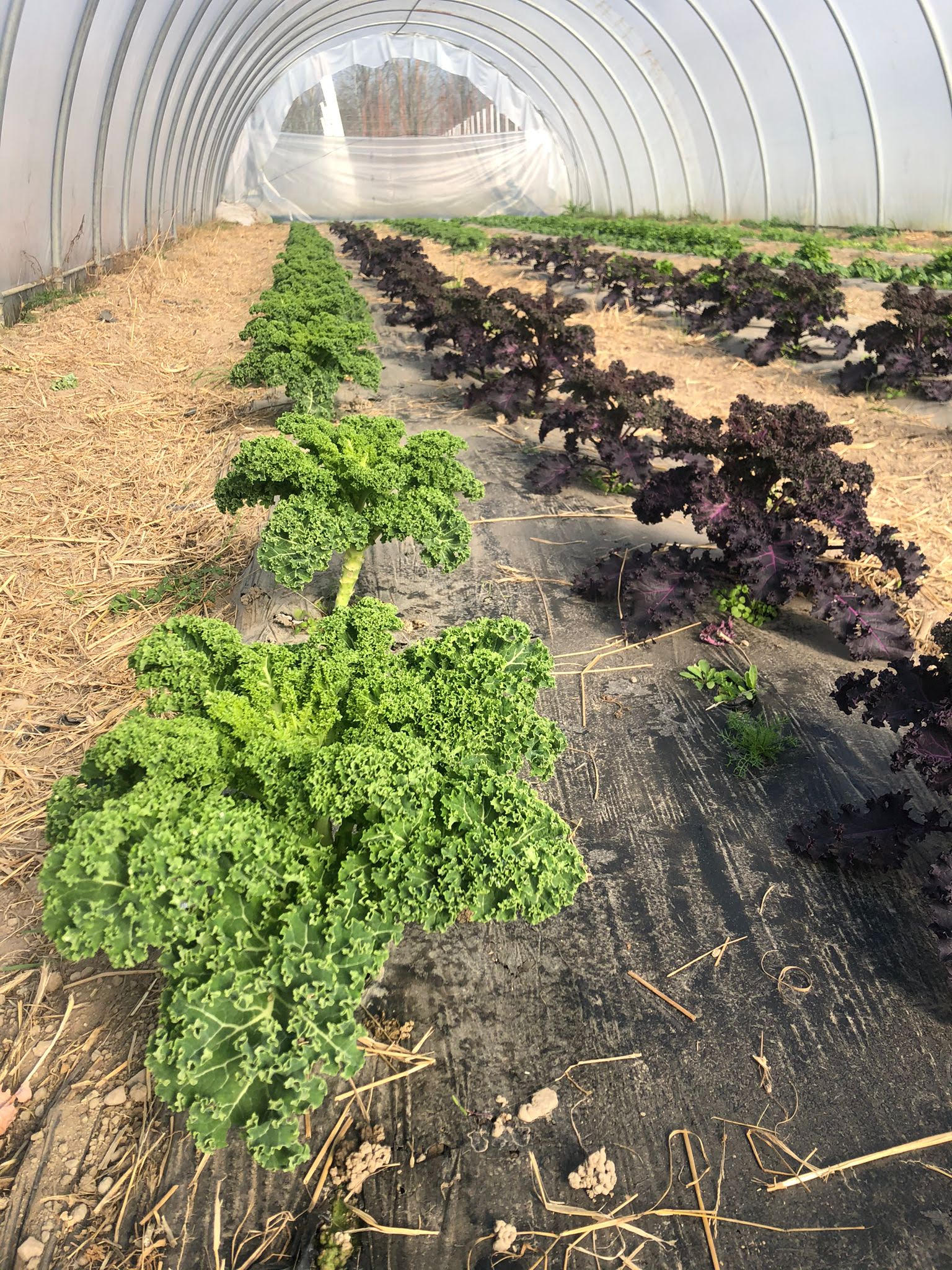 Dalla terra alla dispensa-Cooperativa Madre Terra