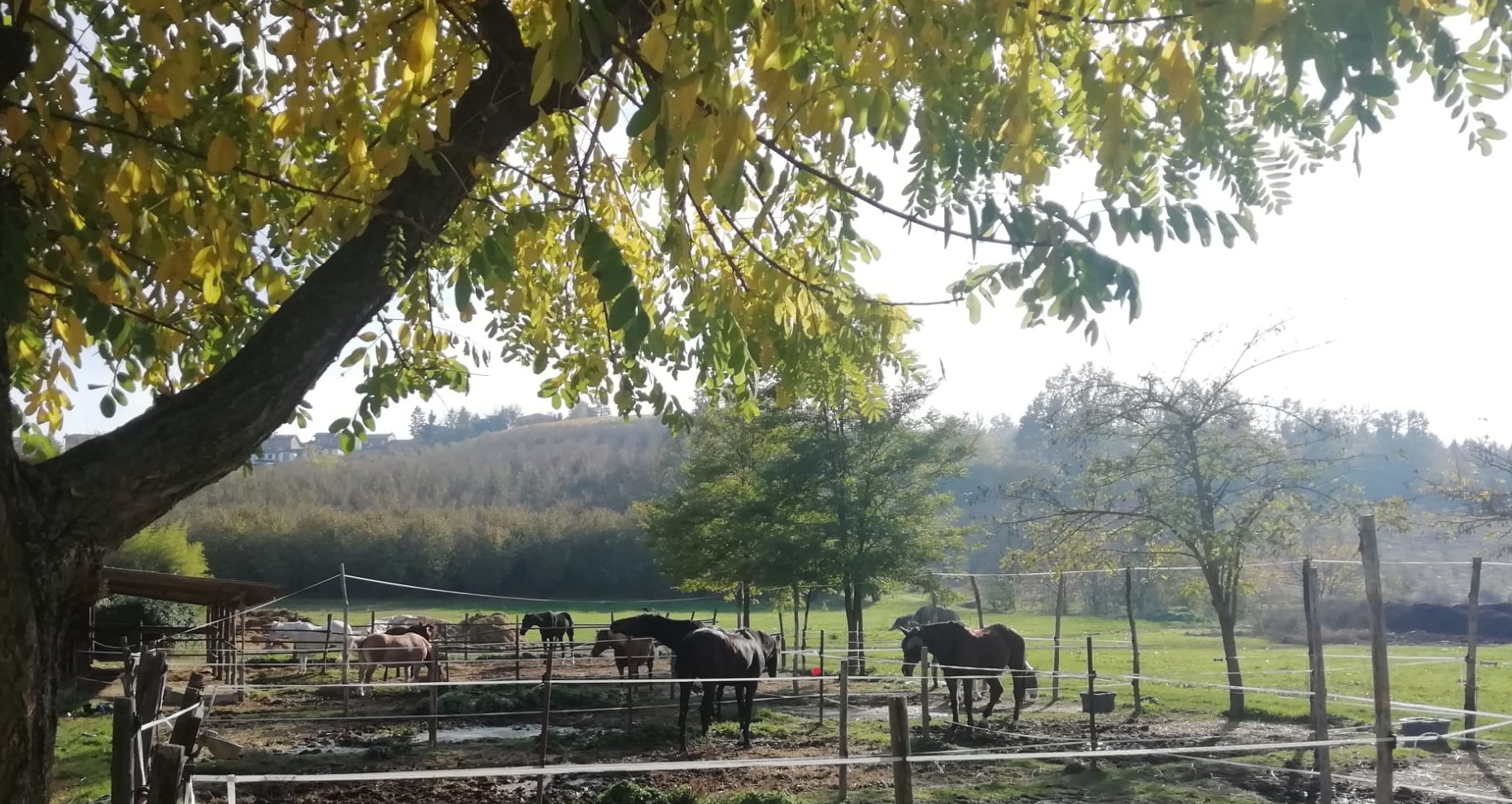 A cavallo di un sogno di SportABILI Alba A cavallo di un sogno-SportABILI Alba