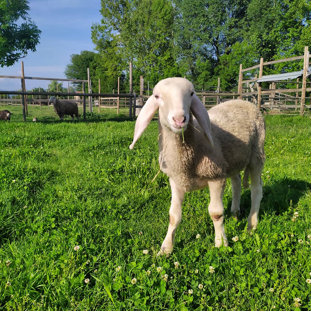 URGENTE Abbiamo bisogno del vostro aiuto di Vitadacani URGENTE Abbiamo bisogno del vostro aiuto-Vitadacani