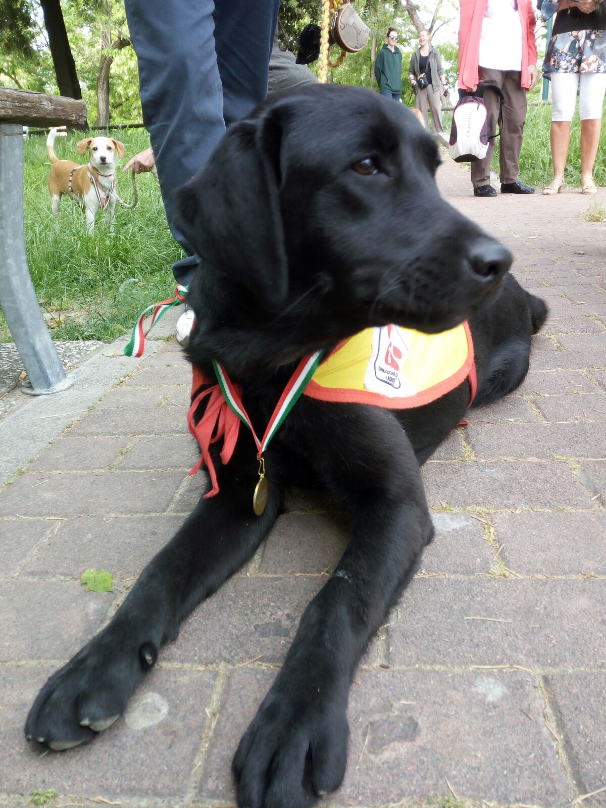 Da grande sarò un cane guida per ciechi.-Puppy