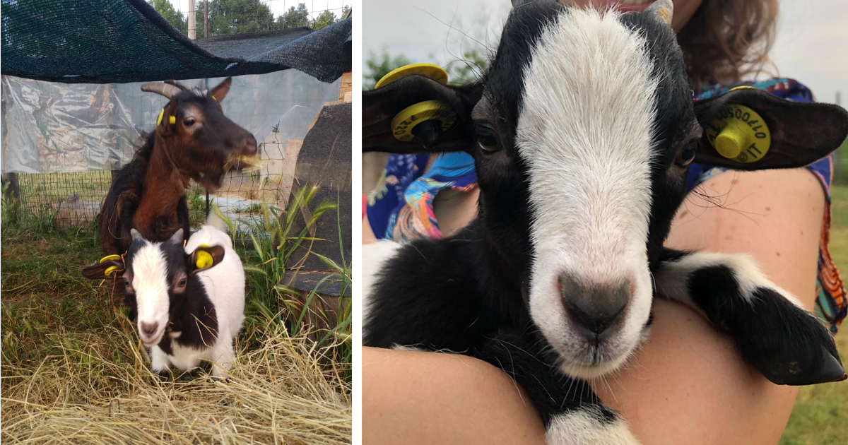 URGENTE Abbiamo bisogno del vostro aiuto di Vitadacani URGENTE Abbiamo bisogno del vostro aiuto-Vitadacani