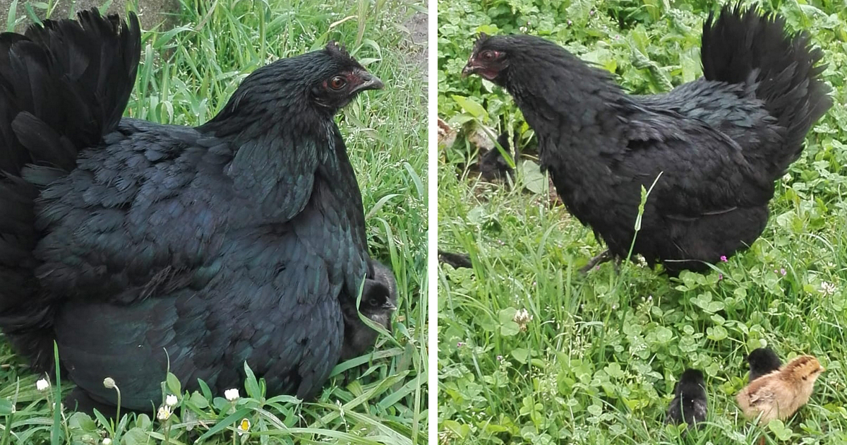 URGENTE Abbiamo bisogno del vostro aiuto di Vitadacani URGENTE Abbiamo bisogno del vostro aiuto-Vitadacani