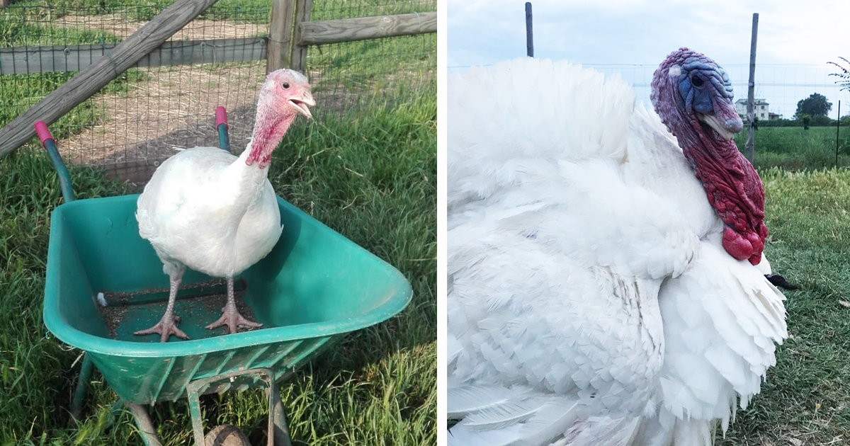 URGENTE Abbiamo bisogno del vostro aiuto di Vitadacani URGENTE Abbiamo bisogno del vostro aiuto-Vitadacani