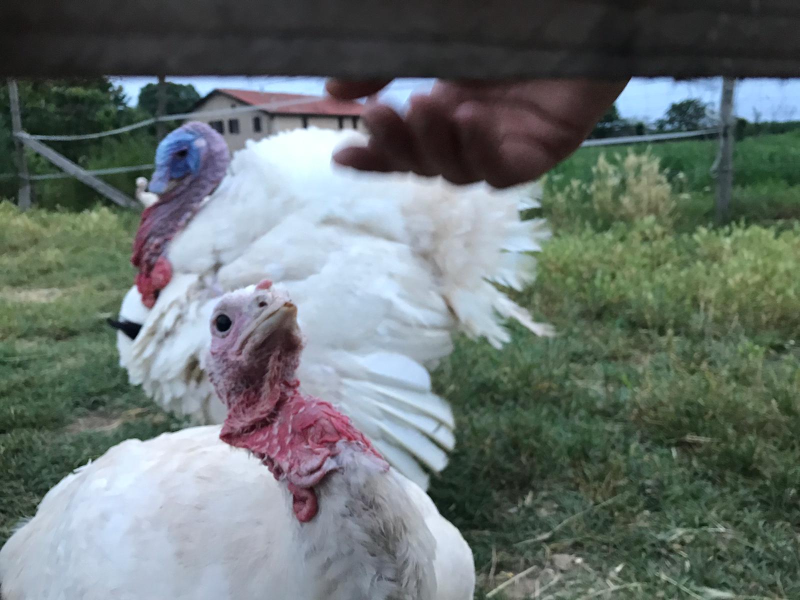 URGENTE Abbiamo bisogno del vostro aiuto di Vitadacani URGENTE Abbiamo bisogno del vostro aiuto-Vitadacani