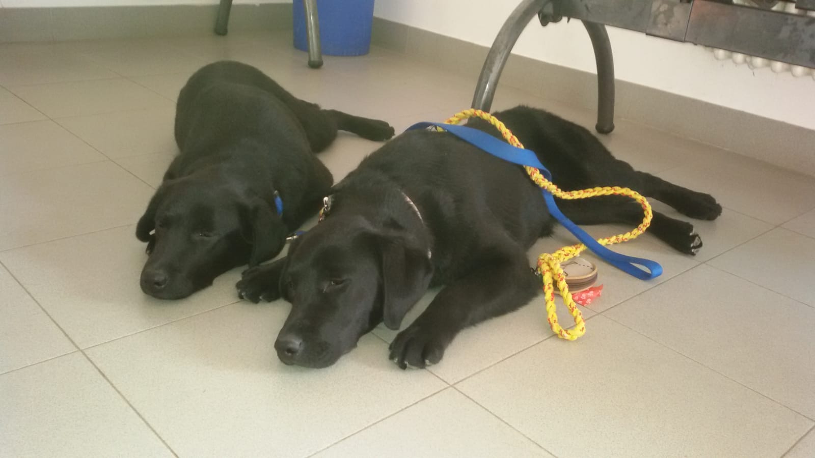 Da grande sarò un cane guida per ciechi.-Puppy