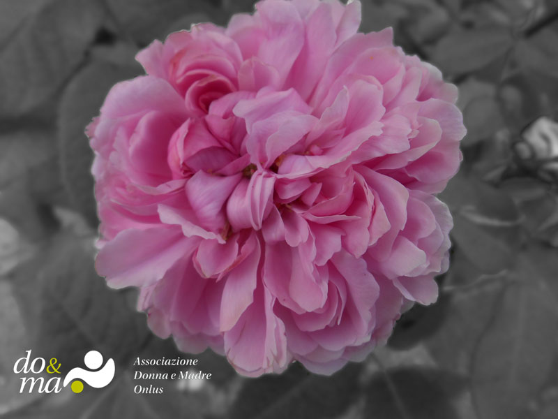 Di Rosa in Rosa Progetto di Rosa in Rosa