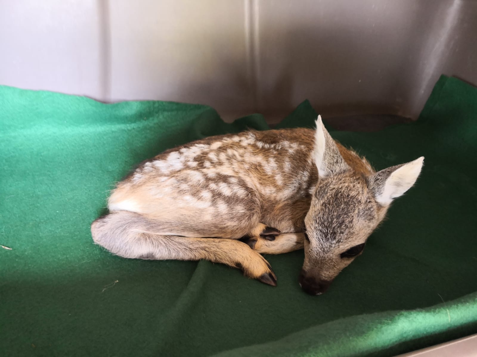 Tutela dell'ambiente e degli animali-NatureVibes