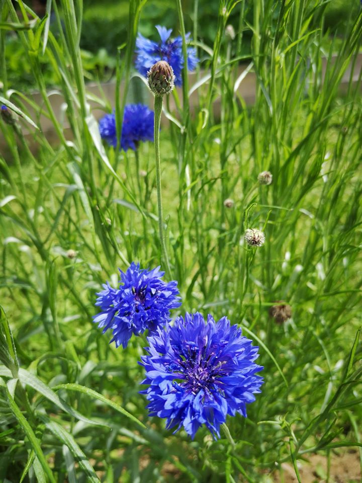 Semi di Fiordaliso di AISLA Onlus Semi di Fiordaliso-AISLA Onlus
