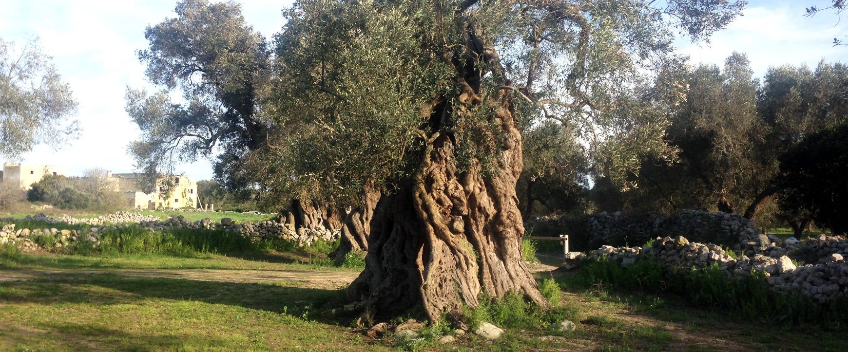 Salviamo gli ulivi del Salento-SOS Costa Salento