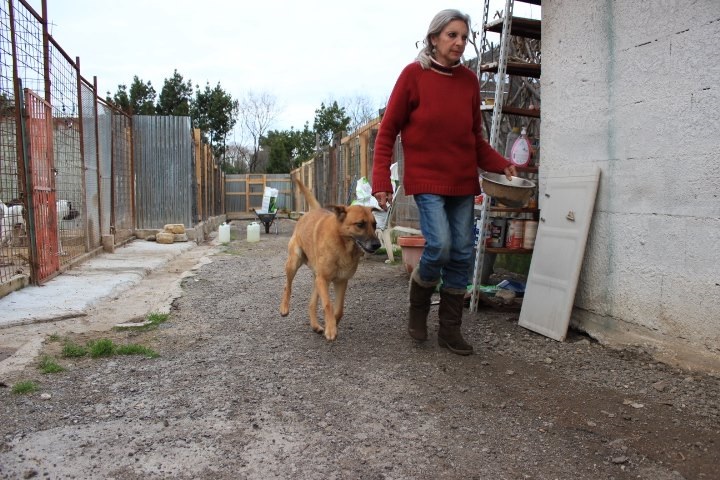 Un rifugio da salvare-Ass.ne SOS Primo Soccorso Cani e Gatti