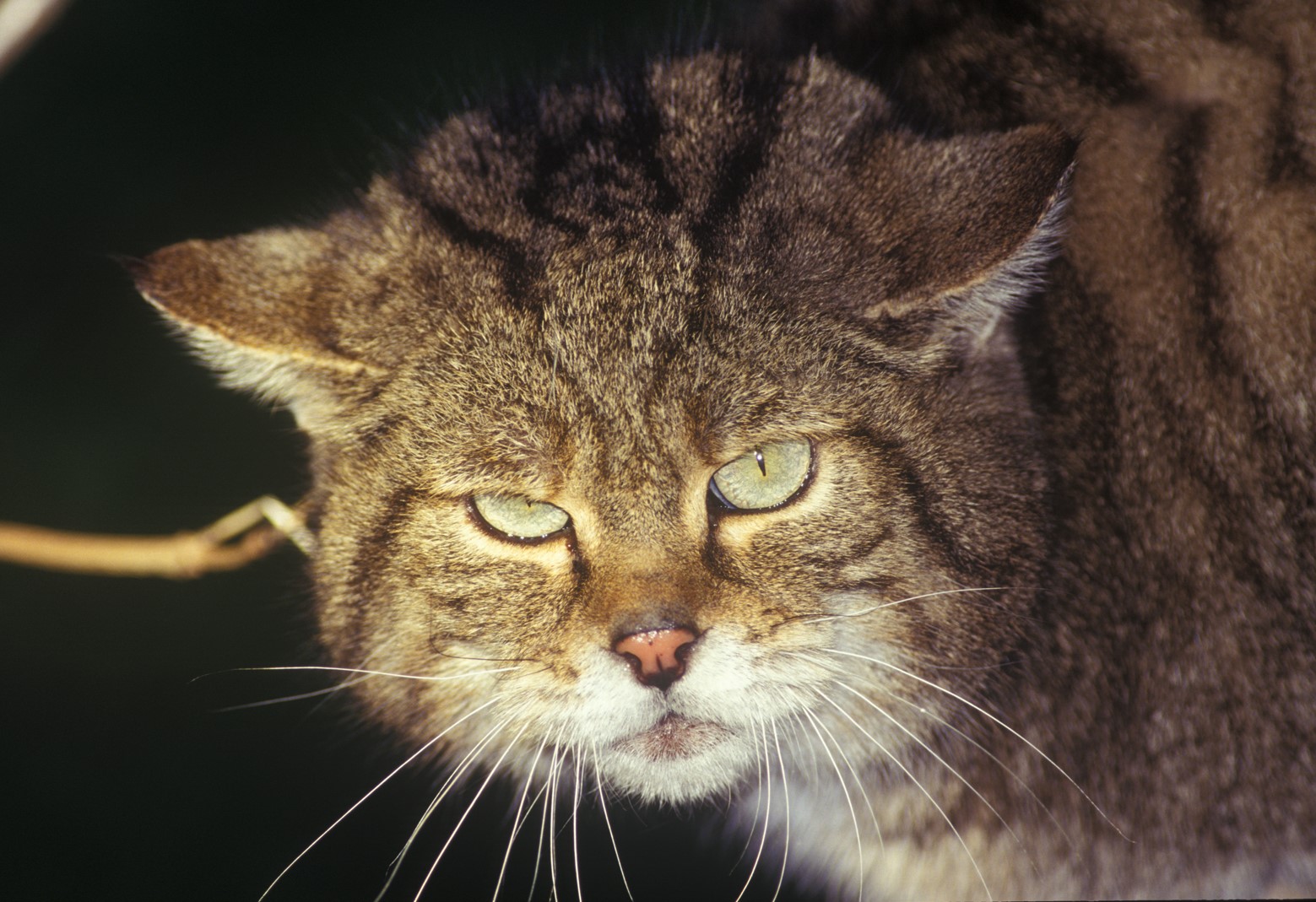 Sulle tracce del gatto selvatico di CRAS Sulle tracce del gatto selvatico-CRAS