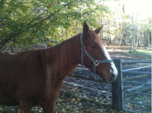 Nuove stalle per i Cavalli di Associazione Rifugio Animali Felici Nuove stalle per i Cavalli-Associazione Rifugio Animali Felici