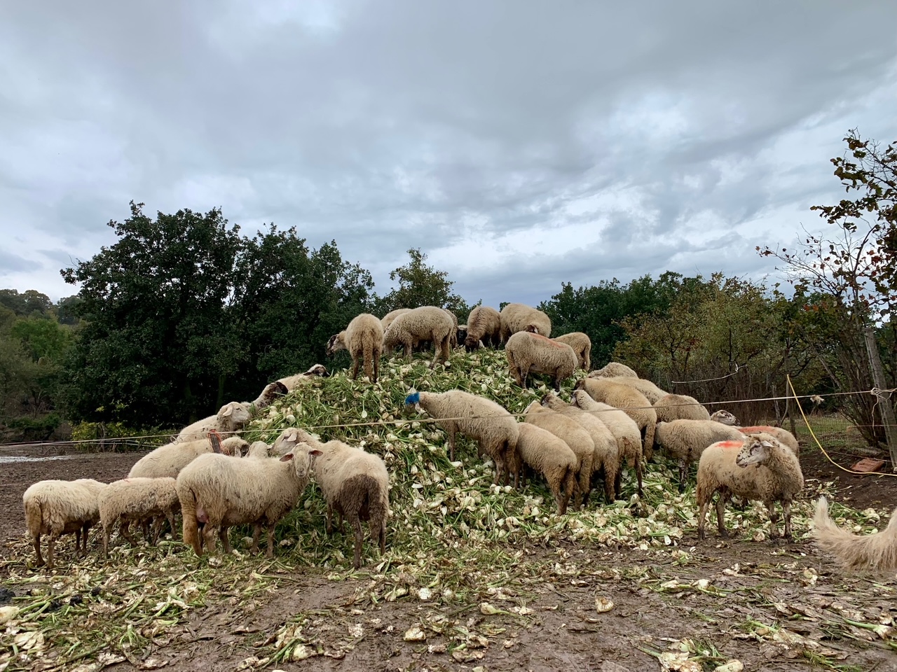 Gli Amici di Nanà – La Collina-EY Foundation Onlus