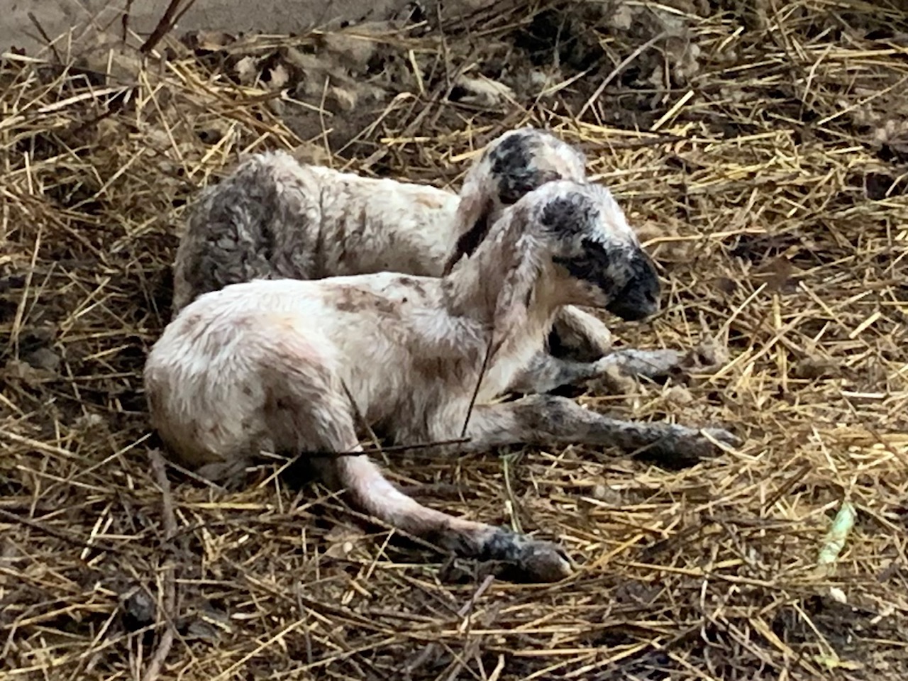 Gli Amici di Nanà – La Collina-EY Foundation Onlus