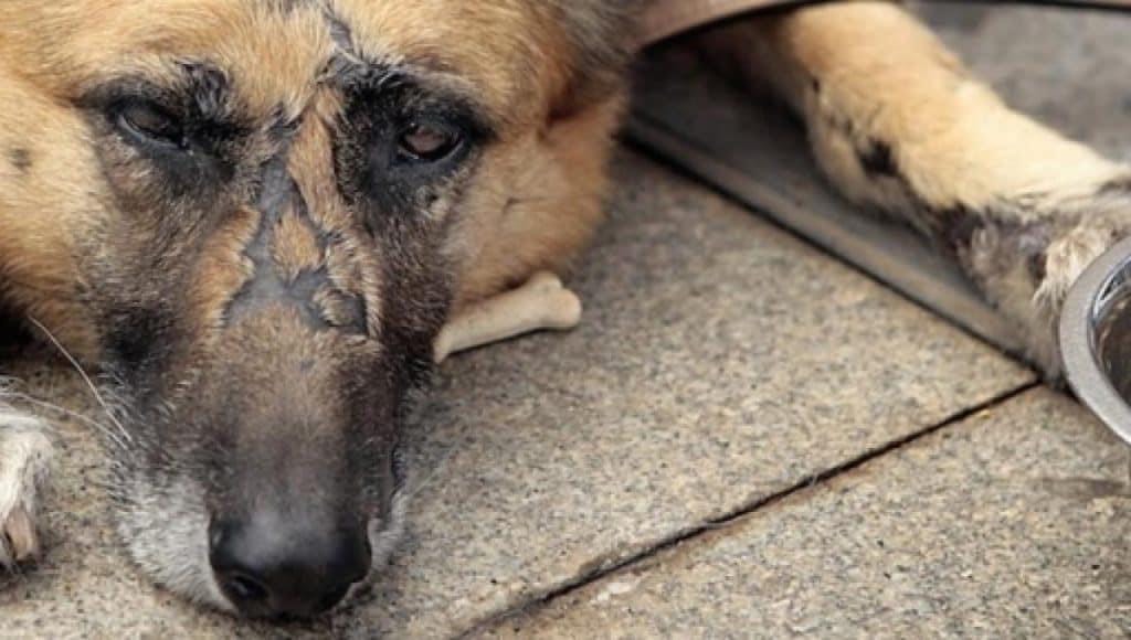 Ambiente e Animali-SAT KRONOS