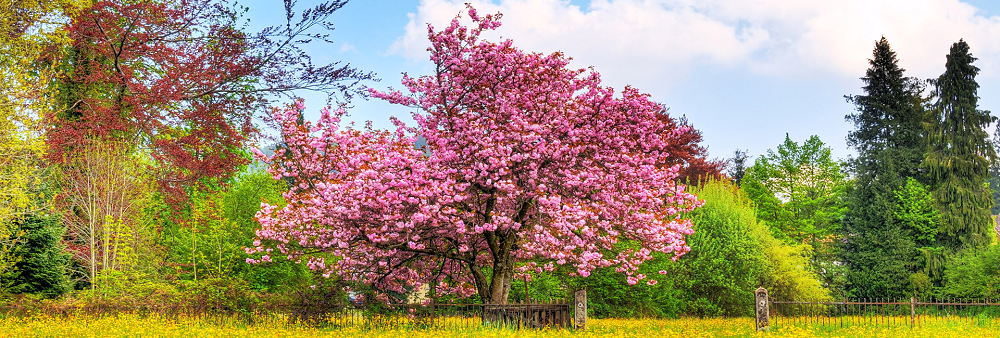 ANGOLO a sostegno dei malati oncologici di ANGOLO ONLUS ANGOLO a sostegno dei malati oncologici-ANGOLO ONLUS