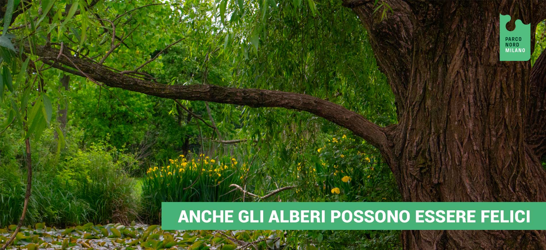 Anche gli alberi possono essere felici di Parco Nord Milano Anche gli alberi possono essere felici-Parco Nord Milano