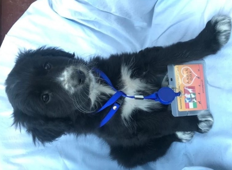 Acquisto mezzo idoneo trasporto animali di A.N.P.A.V. ODV Acquisto mezzo idoneo trasporto animali-A.N.P.A.V. ODV