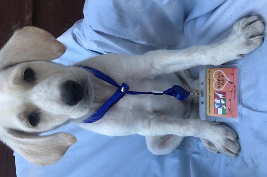 Acquisto mezzo idoneo trasporto animali di A.N.P.A.V. ODV Acquisto mezzo idoneo trasporto animali-A.N.P.A.V. ODV