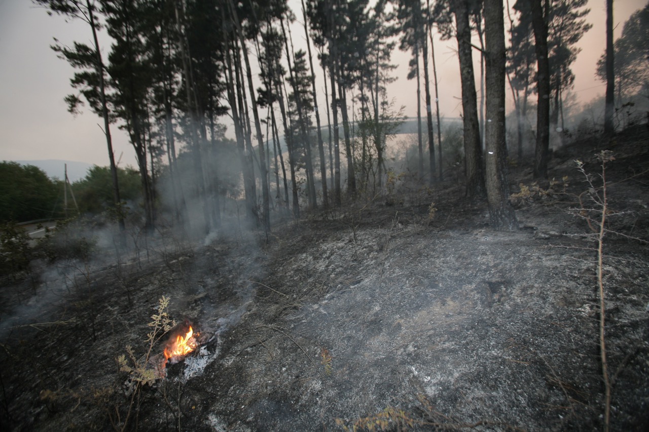 "Dona e pianta un albero" di ARCI CACCIA CALABRIA "Dona e pianta un albero"-ARCI CACCIA CALABRIA