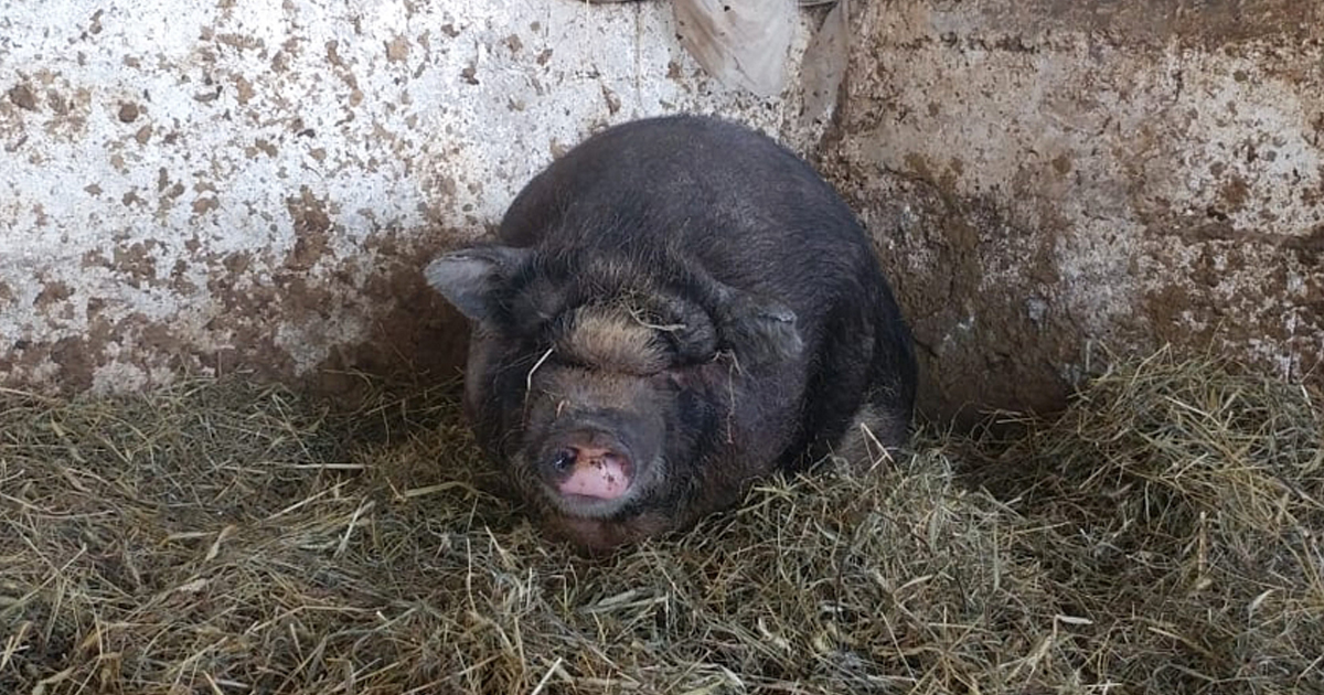 URGENTE Abbiamo bisogno del vostro aiuto di Vitadacani URGENTE Abbiamo bisogno del vostro aiuto-Vitadacani