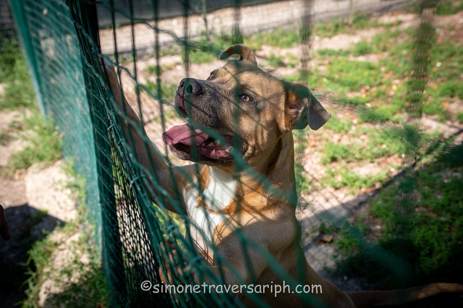 FACCIAMO RETE PER  I CANI DEL CANILE VA - 