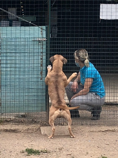 FACCIAMO RETE PER  I CANI DEL CANILE VA - 