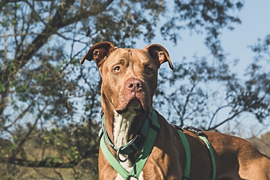 FACCIAMO RETE PER  I CANI DEL CANILE VA - 