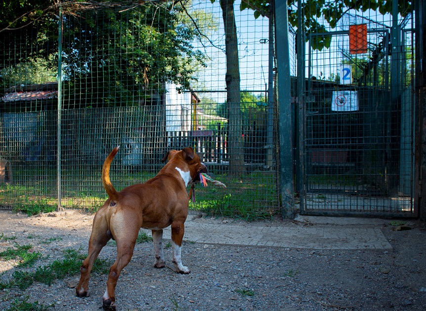 FACCIAMO RETE PER  I CANI DEL CANILE VA - 