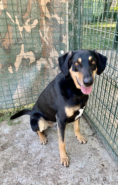 FACCIAMO RETE PER  I CANI DEL CANILE VA - 