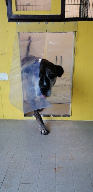 FACCIAMO RETE PER  I CANI DEL CANILE VA - 