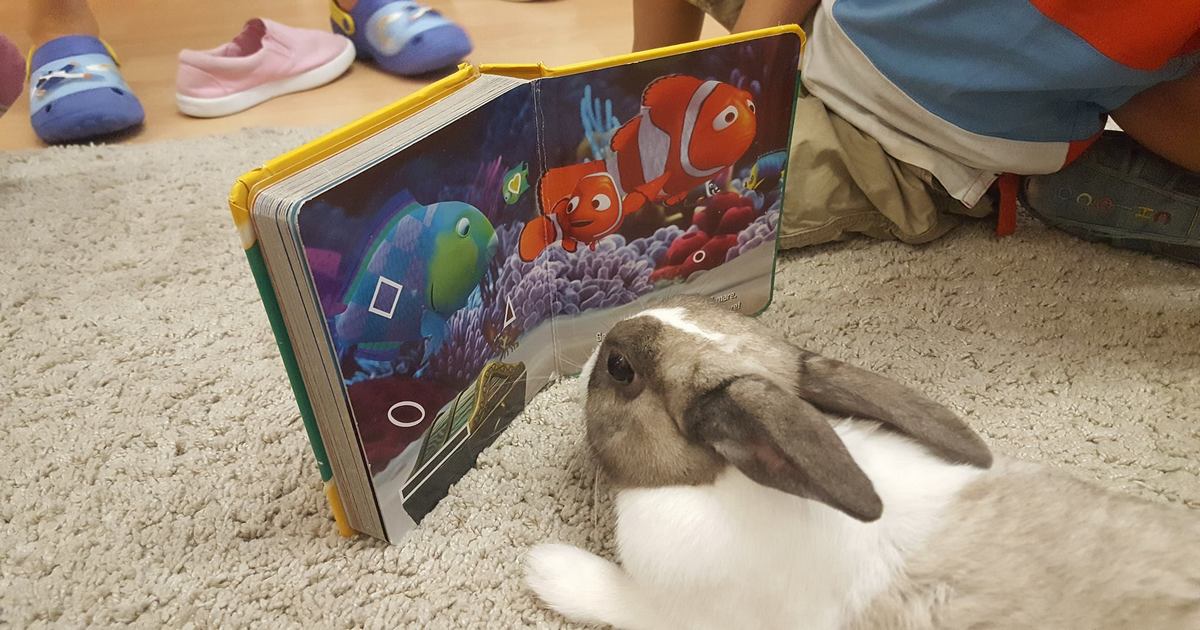 Centro Pet Therapy e Educazione Cinofila-Doctor Dog Pet Therapy