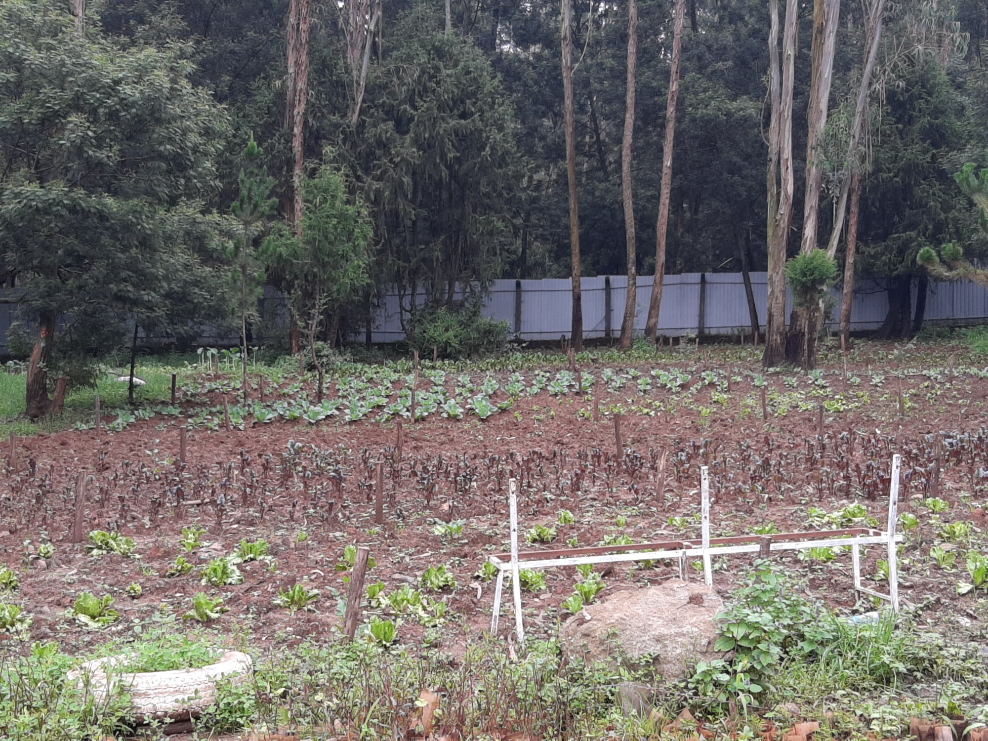 NATALE IN CASA TOADD di TOADD Onlus NATALE IN CASA TOADD-TOADD Onlus