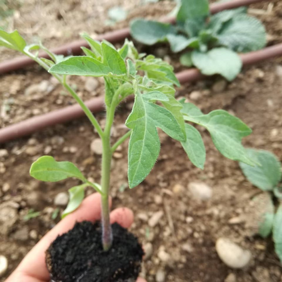 Orto solidale Tutti giù per terra-FONDAZIONE ALESSIO TAVECCHIO ONLUS