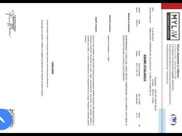 SALVIAMO ROCCO di Associazione I Mici del Forte SALVIAMO ROCCO-Associazione I Mici del Forte