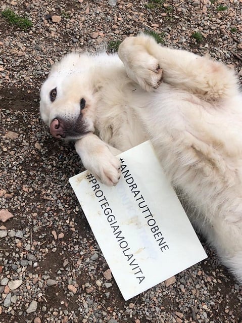 VIRTUAL PIZZA PER I CANI DI VARESE di VIRTUAL PIZZA PER I CANI DI VARESE -