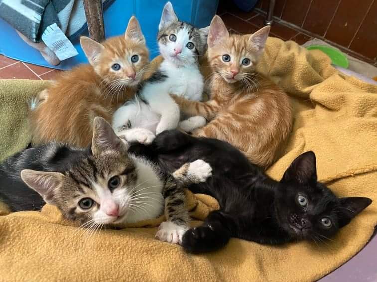 BAU VENTO ASTAD - Riscalda il loro cuore-Astad O.d.V.