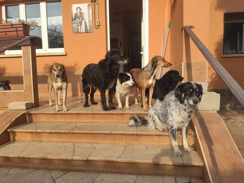 DIAMO UNA ZAMPA! di Astad O.d.V. DIAMO UNA ZAMPA!-Astad O.d.V.