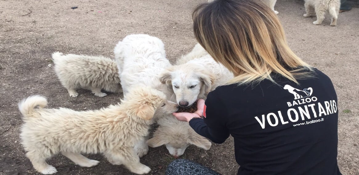 #RUNFORBALZOO - Protezione Animali-Balzoo Onlus