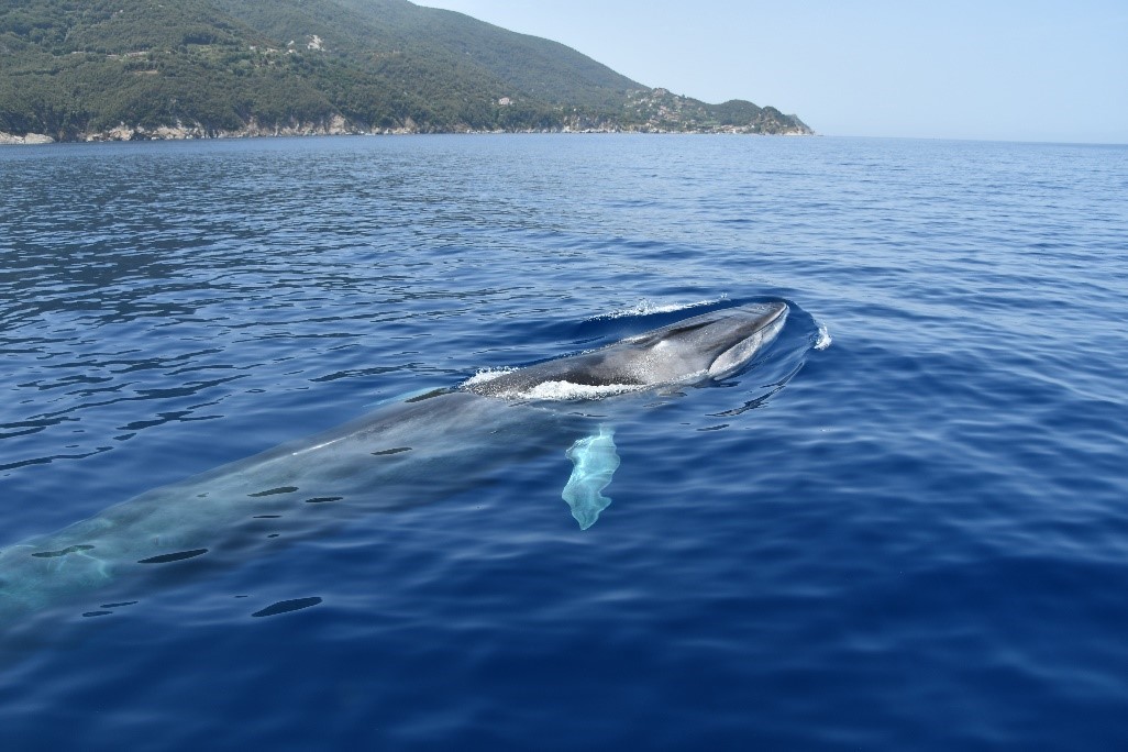 Plastic Buster Strade Bianche 2022 -Rotary Club Montaperti