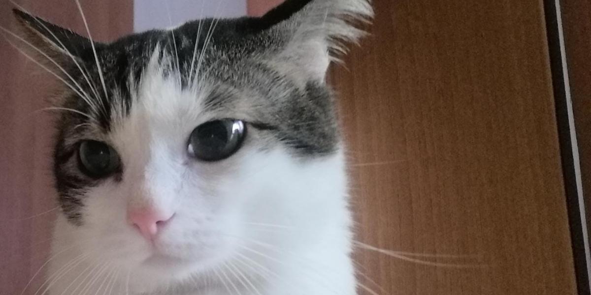 #BetterTogether: insieme è meglio-ENPA