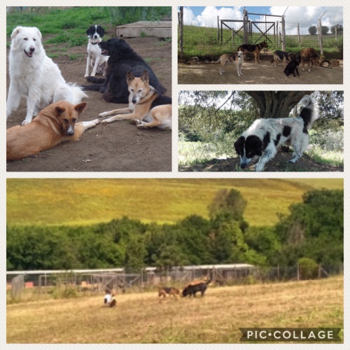 UN RIFUGIO PER LE ANIME FRAGILI	-Una Cuccia per la Vita