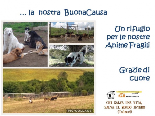 UN RIFUGIO PER LE ANIME FRAGILI	-Una Cuccia per la Vita