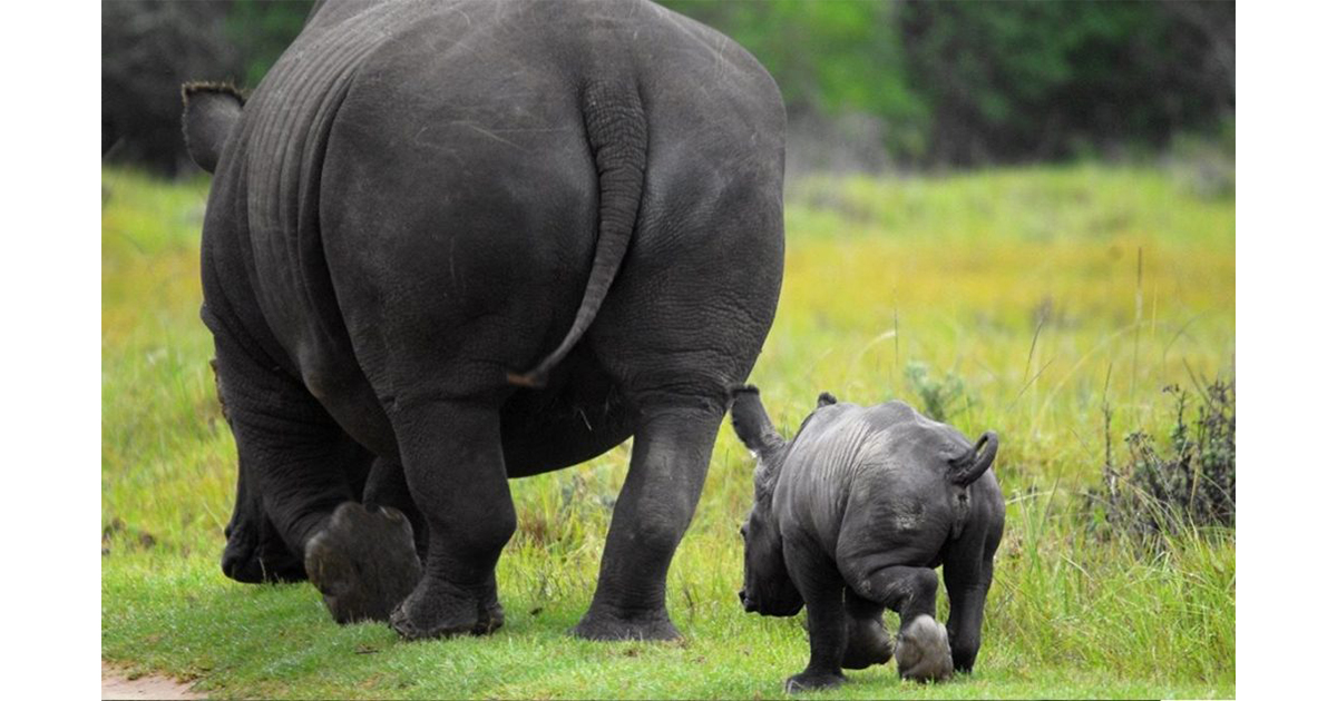 Run For Rhino di D.A.S Run For Rhino-D.A.S