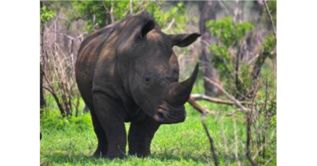 Run For Rhino di D.A.S Run For Rhino-D.A.S